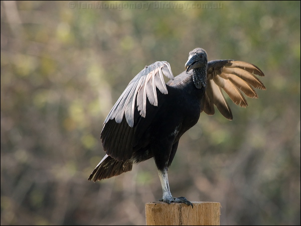 Black Vulture black_vulture_202516.psd