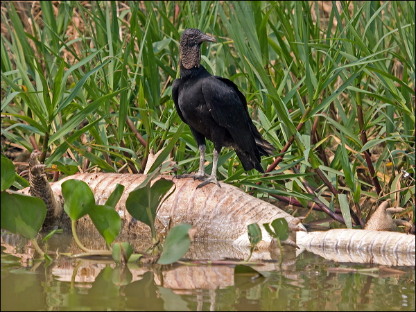 Black Vulture black_vulture_205561.psd