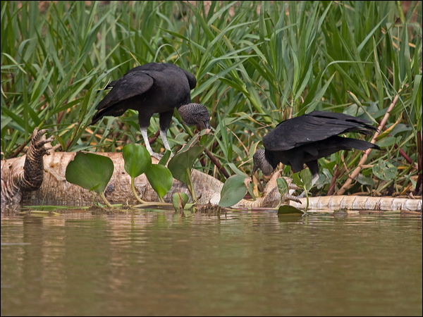 Black Vulture black_vulture_205578.psd
