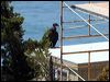 californian_condor_69341