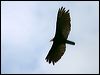 gryellowhead_vulture_25767