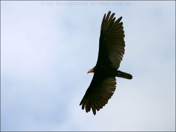 Greater Yellow-headed Vulture gryellowhead_vulture_25767.psd