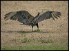 less_yehead_vulture_203098