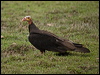 less_yehead_vulture_203163