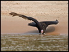 less_yehead_vulture_205538
