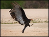 less_yehead_vulture_205539