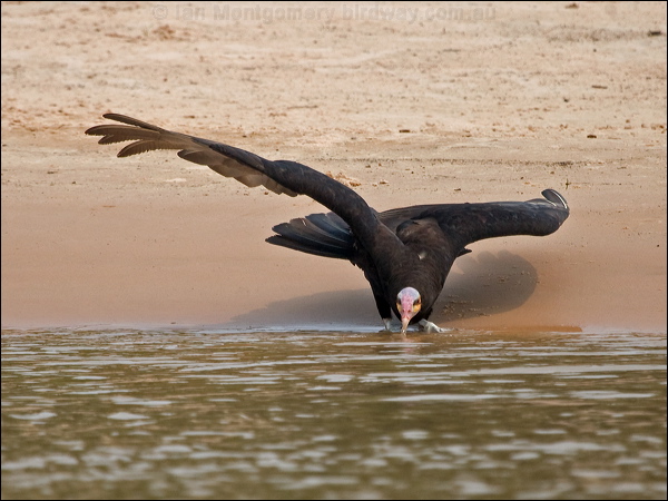 Lesser Yellow-headed Vulture less_yehead_vulture_205538.psd