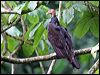 turkey_vulture_23688