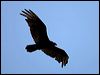 turkey_vulture_66620