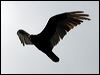 turkey_vulture_68434