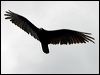 turkey_vulture_68435