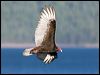 Click here to enter gallery and see photos of: Turkey, Greater Yellow-headed, Black Vultures, Californian Condor