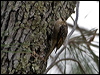 brown_treecreeper_108917