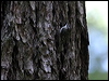 brown_treecreeper_65990