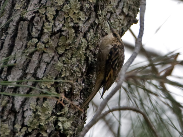 Brown Treecreeper brown_treecreeper_108917.psd