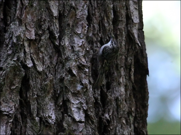 Brown Treecreeper brown_treecreeper_65990.psd