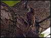 eura_treecreeper_144802