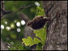 eura_treecreeper_144826