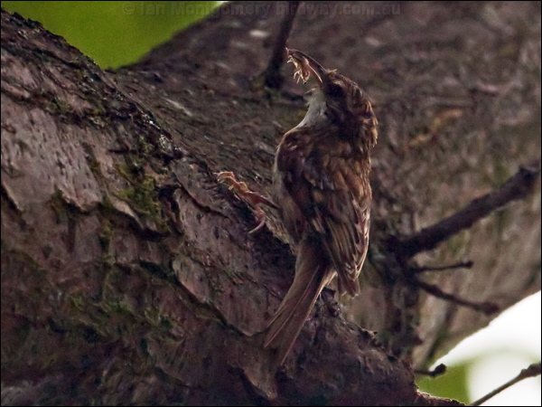 Eurasian Treecreeper eura_treecreeper_144802.psd