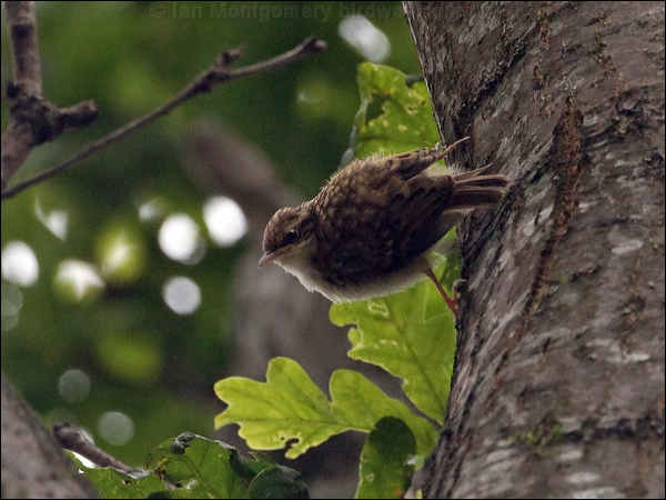 Eurasian Treecreeper eura_treecreeper_144826.psd