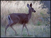 columbblacktaildeer_66741