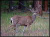 columbblacktaildeer_68398