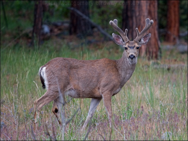 Columbian Black-tailed Deer* columbblacktaildeer_68398.psd