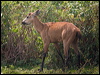 marsh_deer_203609