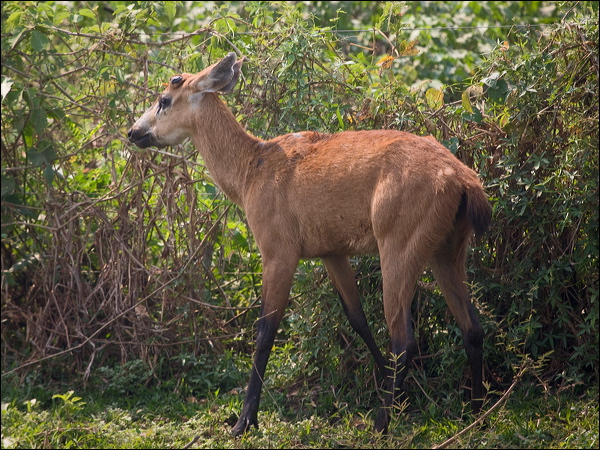 Marsh Deer marsh_deer_203609.psd