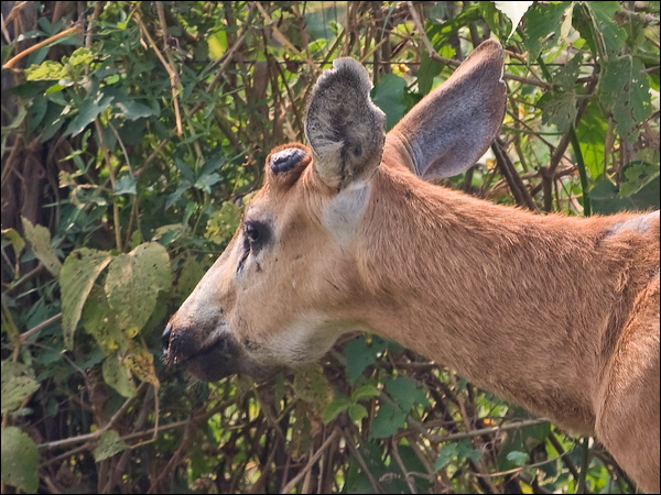 Marsh Deer marsh_deer_203611.psd
