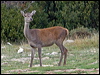 red_deer_161571