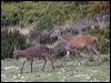 red_deer_161575