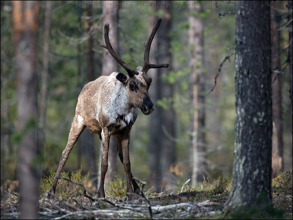 Reindeer/Caribou* reindeer_143717.psd