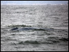 blue_whale_107604