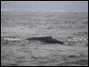 blue_whale_107605