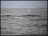blue_whale_107606