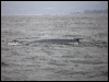 blue_whale_107607