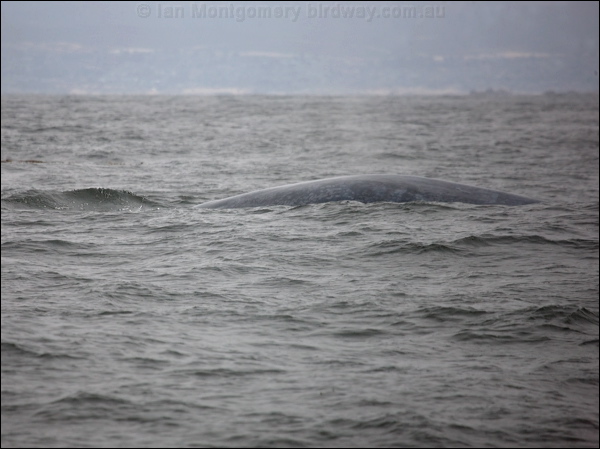 Blue Whale blue_whale_107606.psd