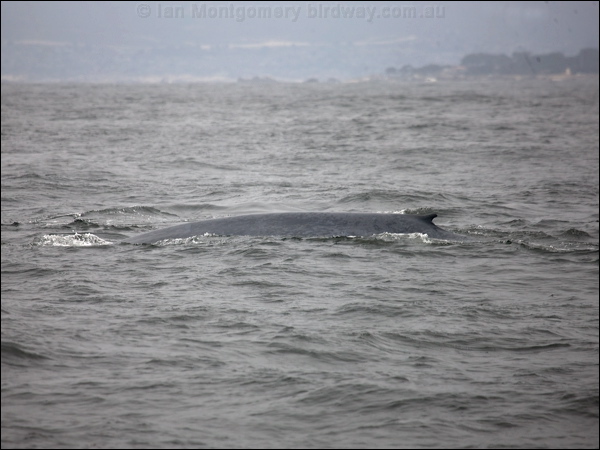 Blue Whale blue_whale_107607.psd