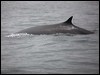 fin_whale_107355