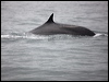 fin_whale_107356