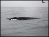 fin_whale_107382