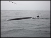 fin_whale_107383