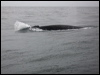 fin_whale_107385