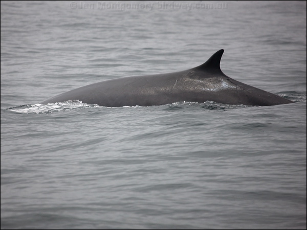 Fin Whale fin_whale_107355.psd