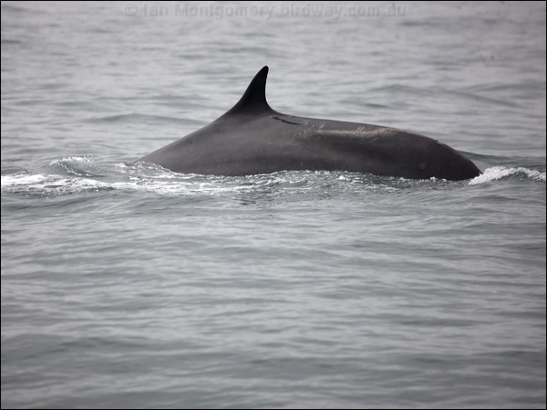 Fin Whale fin_whale_107356.psd