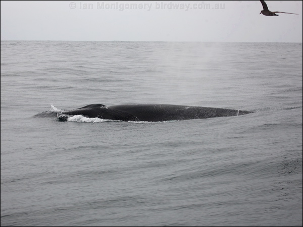 Fin Whale fin_whale_107382.psd