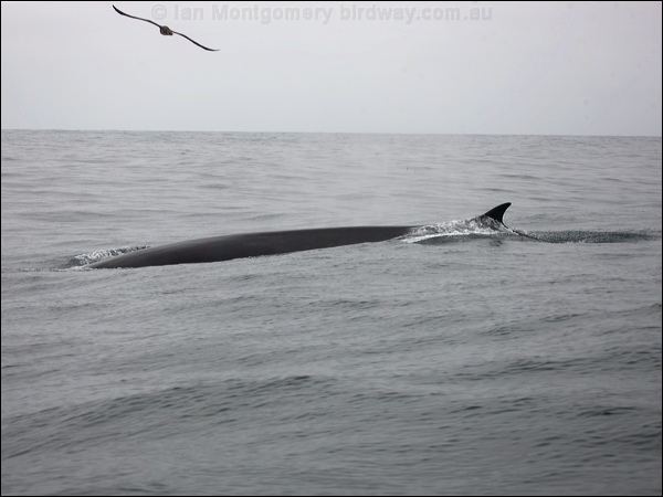 Fin Whale fin_whale_107383.psd