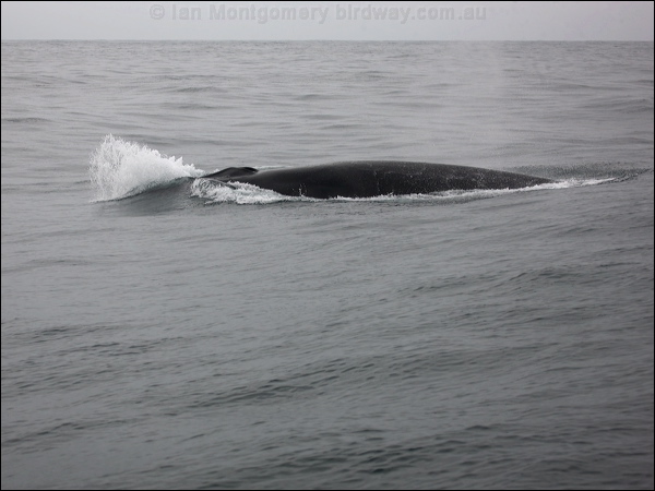 Fin Whale fin_whale_107385.psd