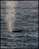 grey_whale_108356